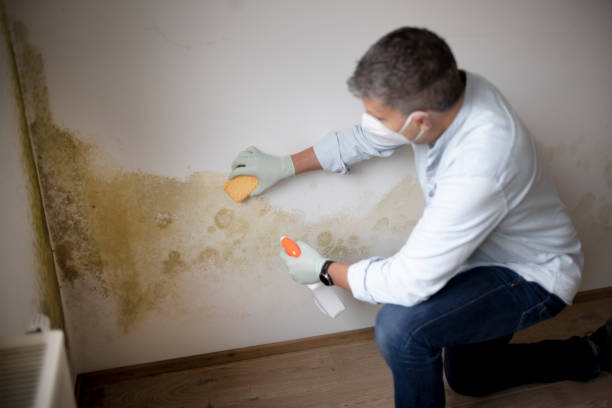 Best Comprehensive Air Testing for Mold Contaminants  in Baltimore, OH