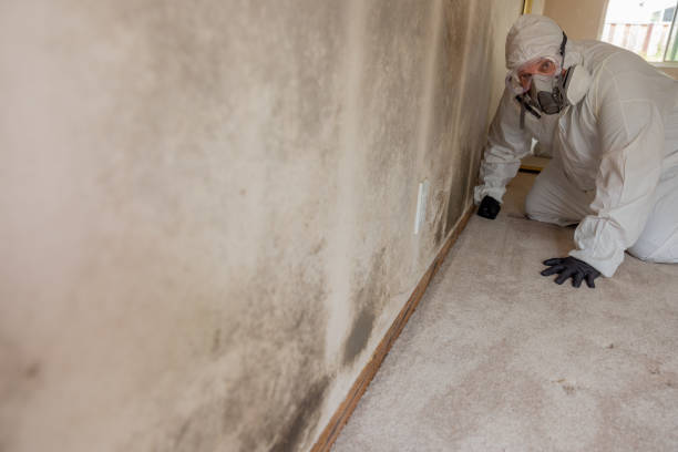 Best Mold Documentation for Insurance Claims  in Baltimore, OH